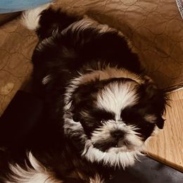 Tache - Tricolor male Shih Tzu puppy in Troy, Virginia from Shihtzu by Tiamaria