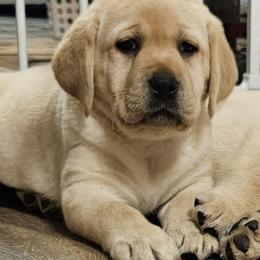 Labrador Retriever Puppies from East Deep River Farm and Labradors