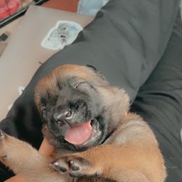 Belgian Malinois Puppies from Pyrex Kennels