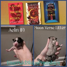 Aelin - Merle female Pomsky puppy in Sumter, South Carolina from Emerald Skies Pomskies