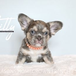 Tilly-Fluffy carries Rojo - Tricolors female French Bulldog puppy in Blue Ridge, Texas from Beason’s HomeGrown Frenchies