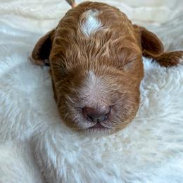 Honey - Red  male Goldendoodle puppy in Battleground, Washington from Doodles Delight PNW