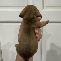 Dancer - Chocolate male Dachshund puppy in Fort Myers, Florida from Lady Margery’s Dachshunds