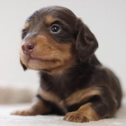 Quinton - Chocolate and tan male Dachshund puppy in Alto, Texas from Prima Dachshunds