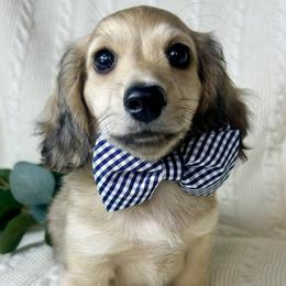 English Cream2 - Cream male Dachshund puppy in Nampa, Idaho from Long_and_Low_Dachshunds