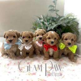 Maltipoo puppies from GlamPaw Maltipoos