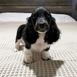Black and white piebald - Piebald male Dachshund puppy in Defuniak Springs, Florida from Anastasia Knight's Cocker Spaniels