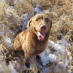 Tide - Chesapeake Bay Retriever