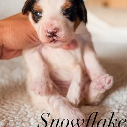 Bernedoodle Puppies from 5280 Bernedoodles