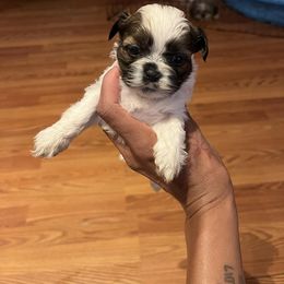 Female 1 - Black gold and white female Shih Tzu puppy in Memphis, Tennessee from Lady Class Kennel