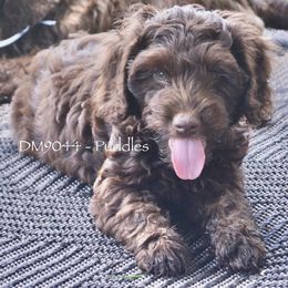 DM9046 - Chocolate male Australian Labradoodle puppy in Easley, South Carolina from Royal Diamond Labradoodles