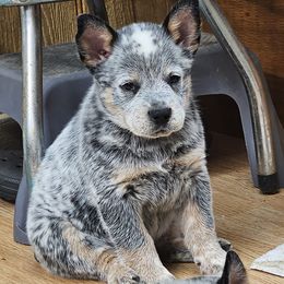 Sparkles - Blue mottled female Australian Cattle Dog puppy in China Grove, North Carolina from Indigojos Australian Cattle Dogs