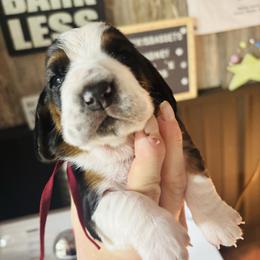 Summer - Black brown and white female Basset Hound puppy in Manton, Michigan from BeckysBassets