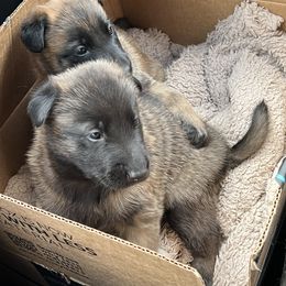 Belgian Malinois Puppies from MonStar Malinois