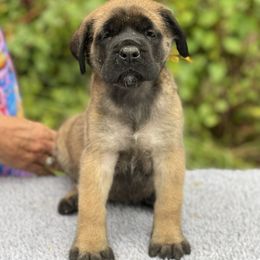 Yellow collar Girl 4 - Fawn female Mastiff puppy in Fore Store, Virginia from Coopers Mastiffs & Duck Tollers