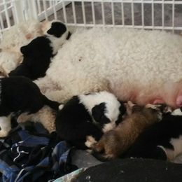 Sheepadoodle Puppies from Liberty Hill Sheepadoodles