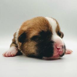 Royce Ba Doyce - Red male Pembroke Welsh Corgi puppy in Aumsville, Oregon from West Coast Corgi