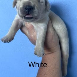 White - Golden female Golden Retriever puppy in Jesup, Georgia from Painted Platinum Retrievers (Painted Platinum Kennel) PPK