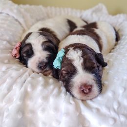 Bernedoodle and Bernese Mountain Dog Puppies from KEE Bernedoodles