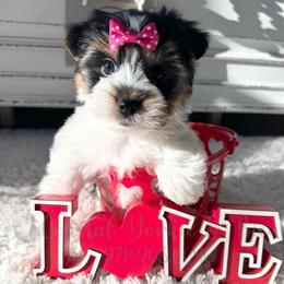 Biewer Girl - Black tan and white female Biewer Terrier puppy in North Chelmsford, Massachusetts from Coastal Yorkshire Terrier Yorkies & Biewer Terriers