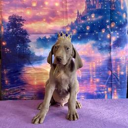 Major - Silver gray male Weimaraner puppy in Aitkin, Minnesota from Whispering’s GunDogs