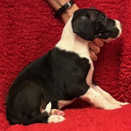 Mantle boy 1 - Mantle male Great Dane puppy in Morriston, Florida from Boulder View Danes