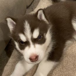 Siberian Huskies from Janene Kingsley
