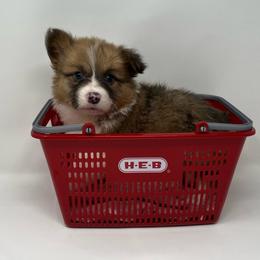 Orion (sable bluie fluffy) - Sable and white male American Corgi puppy in Waco, Texas from The Comma Corgis