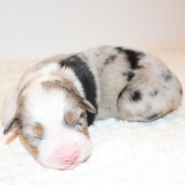 Girl 5 - Blue merle female Australian Shepherd puppy in Colorado from Firestone Australian Shepherds
