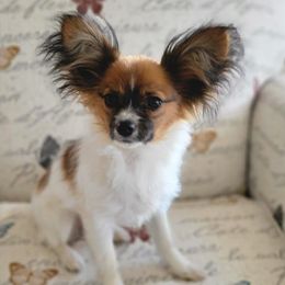 Papillons from Regina's Papillons