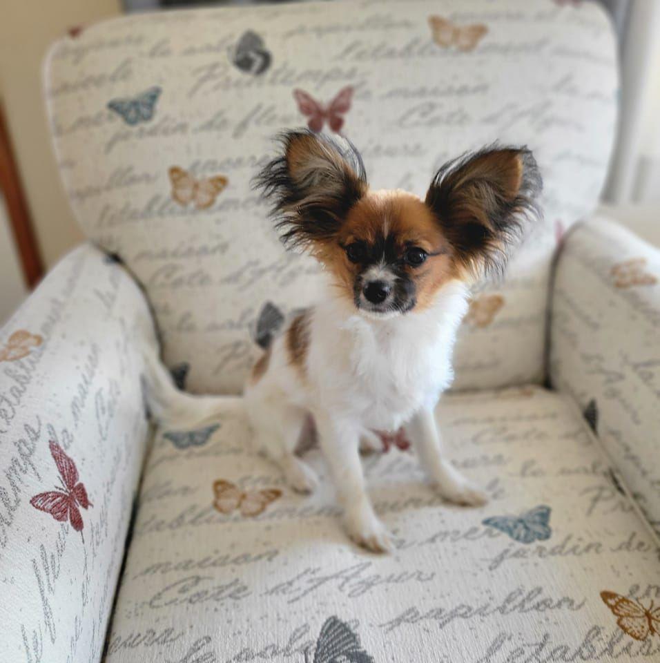 Regina's Papillons in Ohio | Papillon puppies | Good Dog