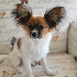 Papillons from Regina's Papillons