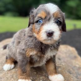 Miss Star - Merle female Bernedoodle puppy in Hegins, Pennsylvania from Bubbling Springs Doodles, LLC