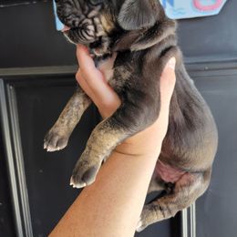 Buttercup - Black female Great Dane puppy in Port Clinton, Ohio from LakeSide Danes