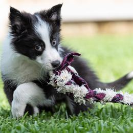 Border Collie Puppies from High Point Border Collies