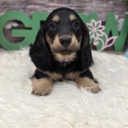 Sabrina - Black and cream female Dachshund puppy in Norwood, Missouri from Madra's Dashing Doxies
