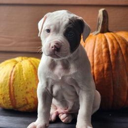 Caraxes - White and brown male American Bulldog puppy in Colorado Springs, Colorado from Calamity K9s