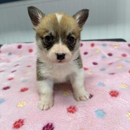 Siri - White and red female Pembroke Welsh Corgi puppy in Jenkinsburg, Georgia from Red Elephant Farms