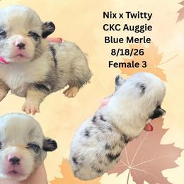 Female 3 - Blue merle and white female American Corgi puppy in Campbellsburg, Indiana from Kates Corgis
