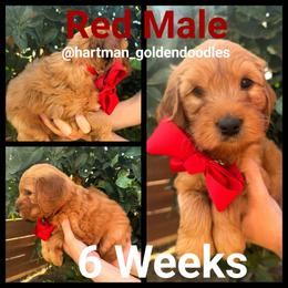 Red - Red  male Goldendoodle puppy in Upland, California from Hartman Goldendoodles