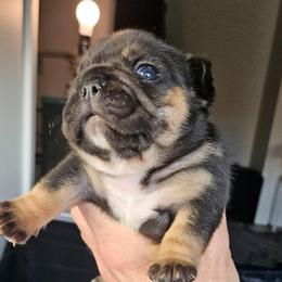 Choco and tan possibly - pending dna testing - Black and tan female French Bulldog puppy in High Ridge, Missouri from St Louis Frenchies