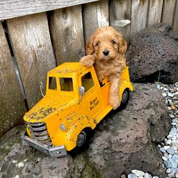 Girl 3 - Brown Cavapoo puppy in Spokane, Washington from Treasured Cavaliers of the Pacific Northwest