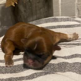 Boy 2 - Gold male Shih Tzu puppy in Lexington, North Carolina from SCS Shih Tzus