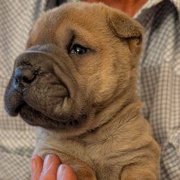 Boy 1 - Fawn sable male Chinese Shar-Pei puppy in Autryville, North Carolina from T&D'S Razen Wrinkles Shar-pei