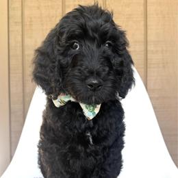 Gnome - Black male Goldendoodle puppy in Mount Pleasant, Tennessee from Doodle My Heart