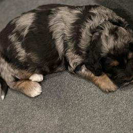 Summit - Merle male Bernedoodle puppy in Monument, Colorado from Colorado Dreamin Doodles