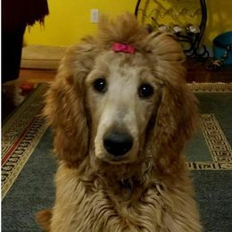 Cali - Goldendoodle