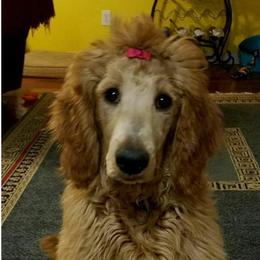 Cali - Goldendoodle