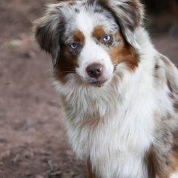 Sienna - Miniature American Shepherd