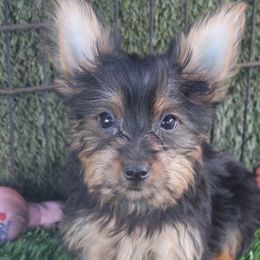 Deena male 032 - Silky Terrier puppy from Delayre Kennels